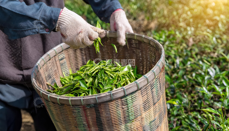 高清大图下载【趣麦麦图】用竹篮采装嫩绿茶叶景象