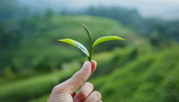 一只手的食指和拇指捏着一枚嫩绿的茶叶芽尖，背景是一片绿意盎然