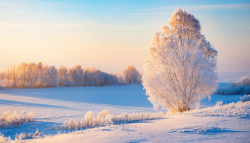 一棵挂满雾凇的树木矗立在雪地中，在柔和的晨光映照下，泛着淡淡的金色光芒，远处还有几棵同样被雾凇覆盖的树木，天空呈现出温暖的蓝橙色渐变3
