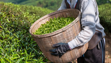 手戴手套在茶园装茶叶画面2