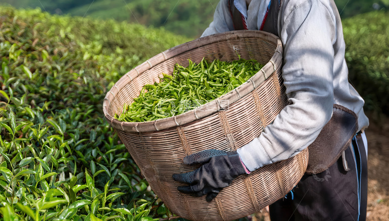 高清大图下载【趣麦麦图】手戴手套在茶园装茶叶画面2