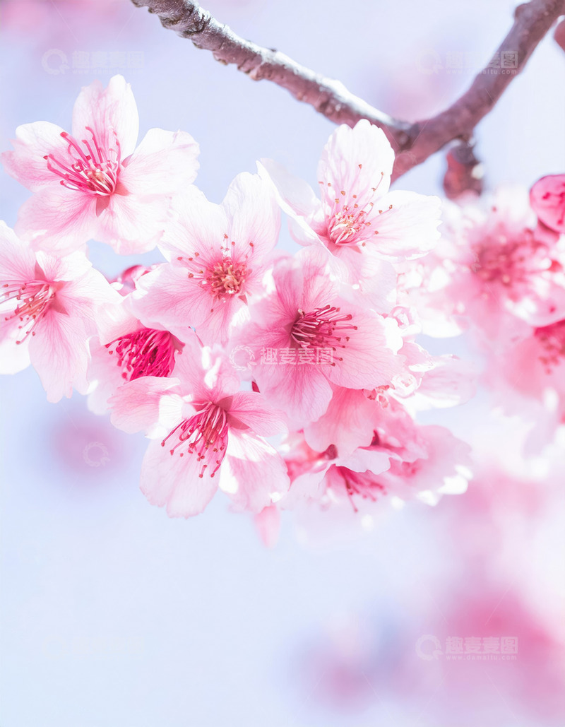 高清大图下载【趣麦麦图】梦幻的樱花图片