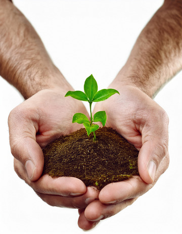 一双手捧着一株刚发芽的幼苗，幼苗根部带有泥土，象征着新生与希望