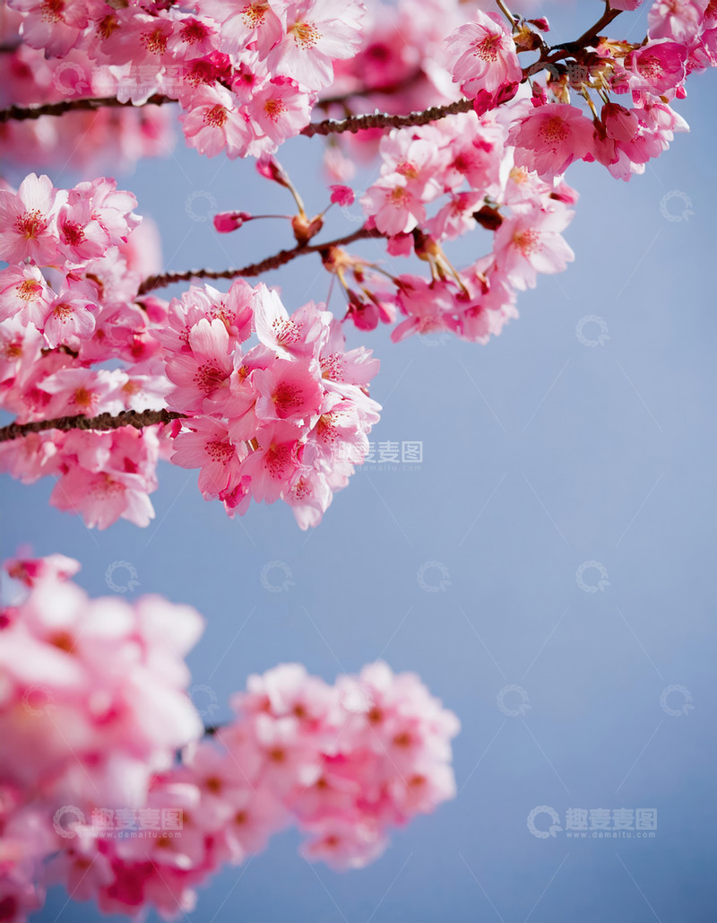 蓝天背景樱花图