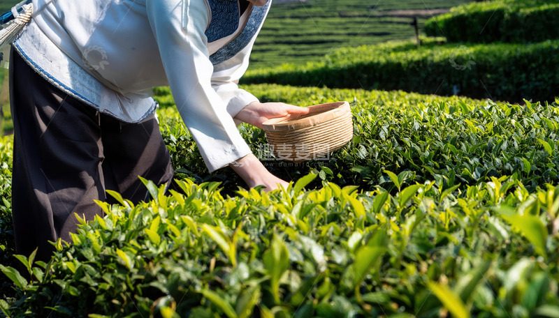 高清大图下载【趣麦麦图】一位身着传统服饰的人正在茶园采茶的场景。此人手持竹篮，弯腰伸手在茶树间采摘茶叶，背景是一片绿意盎然