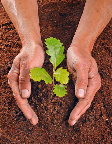 一双手呈捧状，呵护着几株嫩绿的树苗，树苗根部带有泥土，展现出一种对新生植物的关爱与珍视，蕴含着对自然和生命的呵护之情