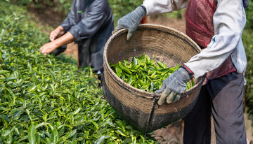 茶园中戴手套者的采茶图