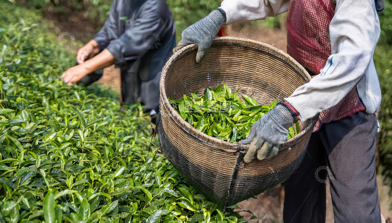 高清大图下载【趣麦麦图】茶园中戴手套者的采茶图