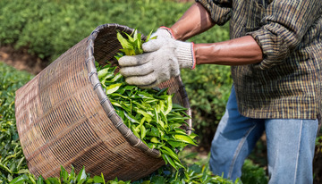 手戴手套在茶园装茶叶画面1