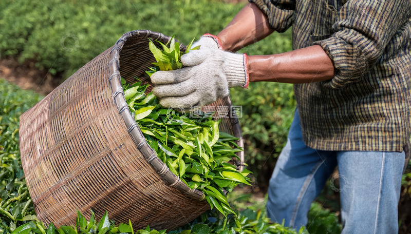 高清大图下载【趣麦麦图】手戴手套在茶园装茶叶画面1