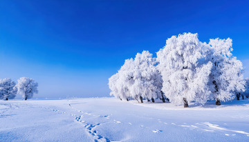 蓝天之下，几棵树木通体挂满洁白的雾凇，宛如巨大的白色珊瑚，矗立在被白雪覆盖的大地上，营造出一种静谧1