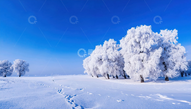 高清大图下载【趣麦麦图】蓝天之下，几棵树木通体挂满洁白的雾凇，宛如巨大的白色珊瑚，矗立在被白雪覆盖的大地上，营造出一种静谧1