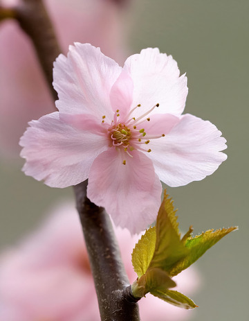 竖版樱花摄影图