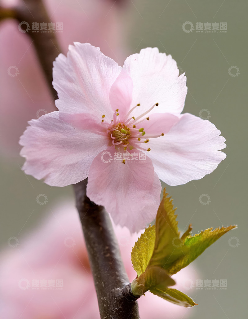 高清大图下载【趣麦麦图】竖版樱花摄影图