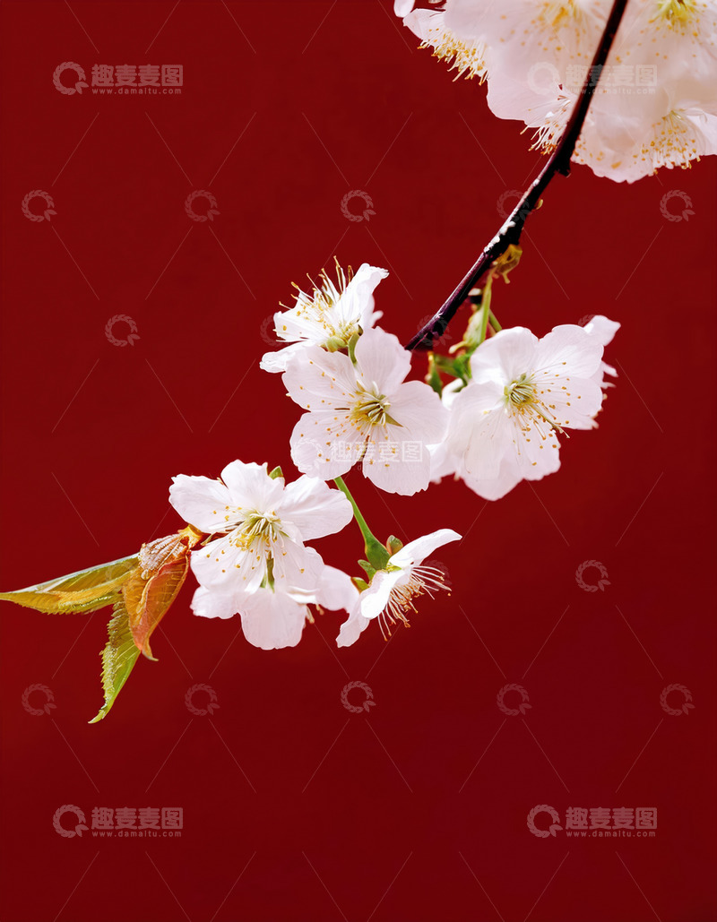 柔美的白樱姿态