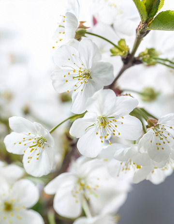 清新的樱花画面1