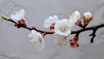 烂漫的杏花风光1