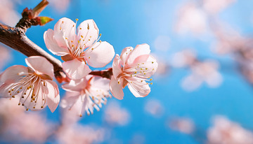 粉白相间的杏花2