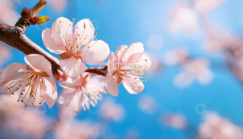 粉白相间的杏花2