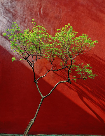 紫禁城红墙绿植