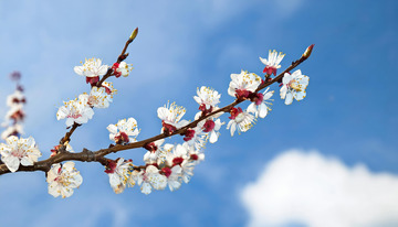 唯美的杏花画面2