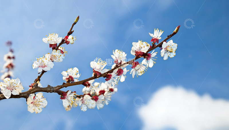 高清大图下载【趣麦麦图】唯美的杏花画面2