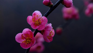 宁静氛围的梅花图