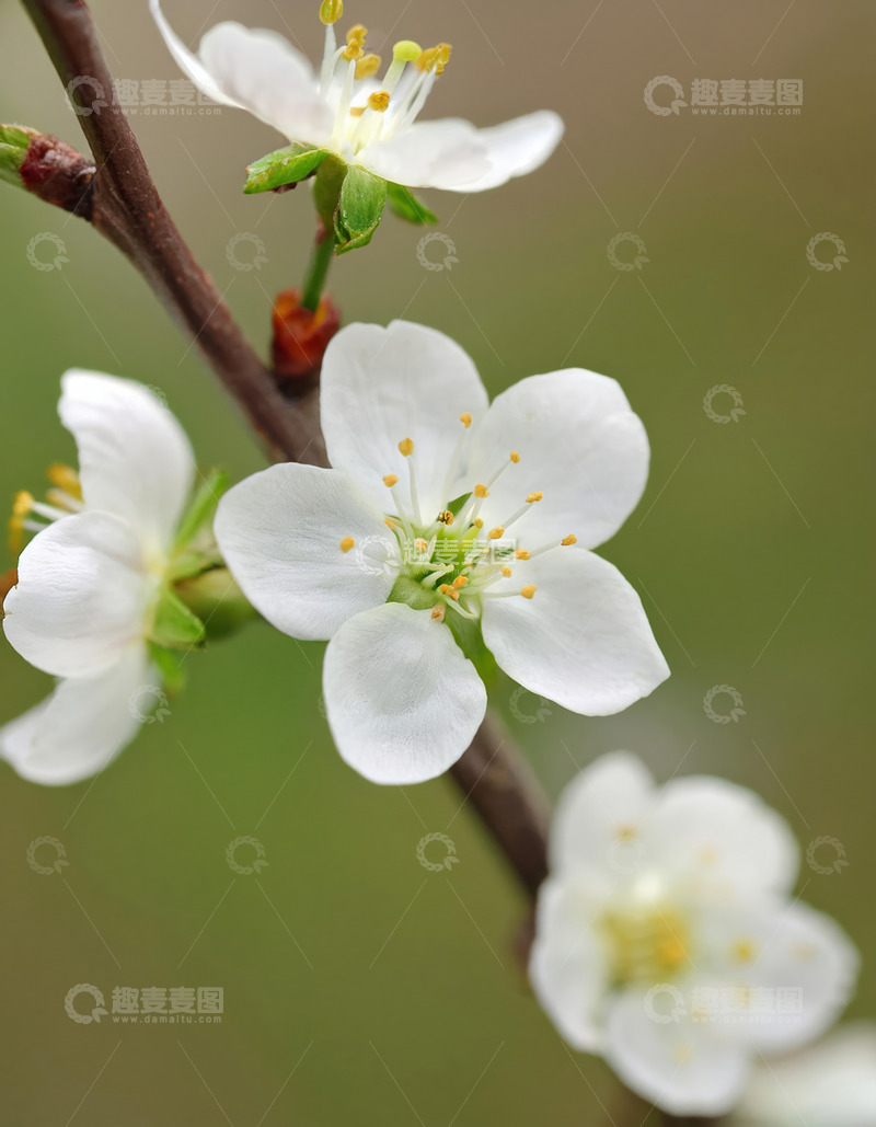 蓝天映衬白樱花