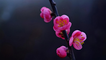 枝头绽放的梅花