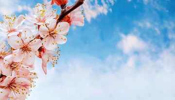 蓝天映衬的杏花