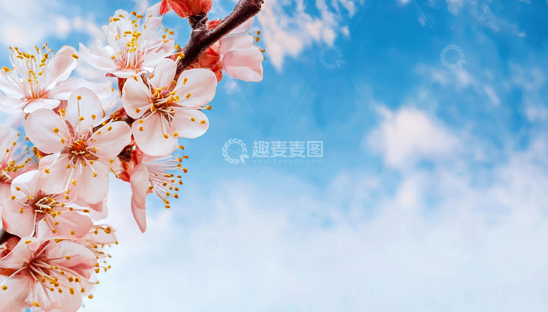 高清大图下载【趣麦麦图】蓝天映衬的杏花