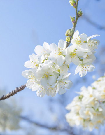 清新的樱花画面