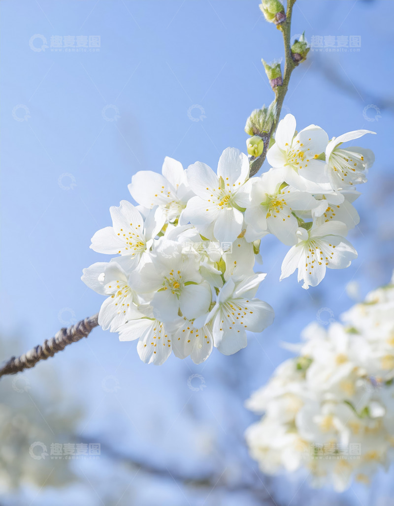 清新的樱花画面