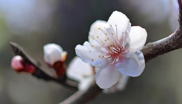 粉白相间的杏花3