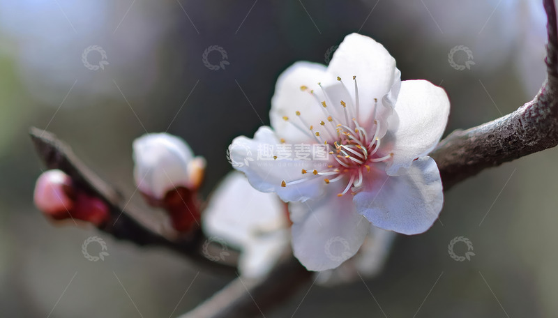 粉白相间的杏花3