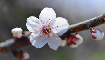 娇美的杏花花朵