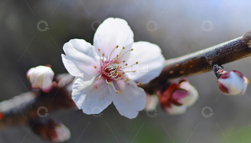 娇美的杏花花朵