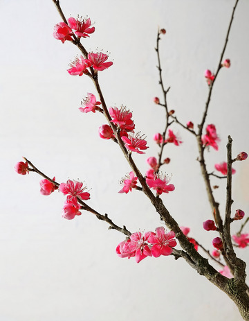 精致的梅花特写