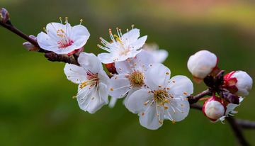 唯美的杏花画面1