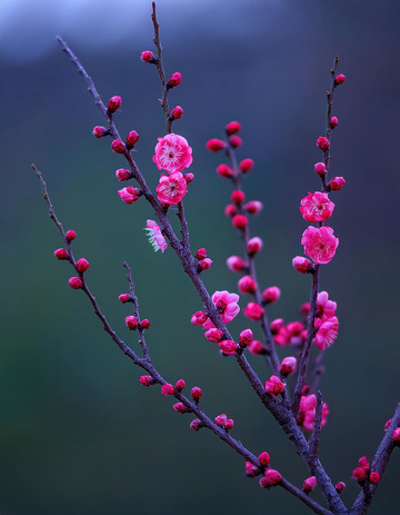 粉色烂漫的梅花