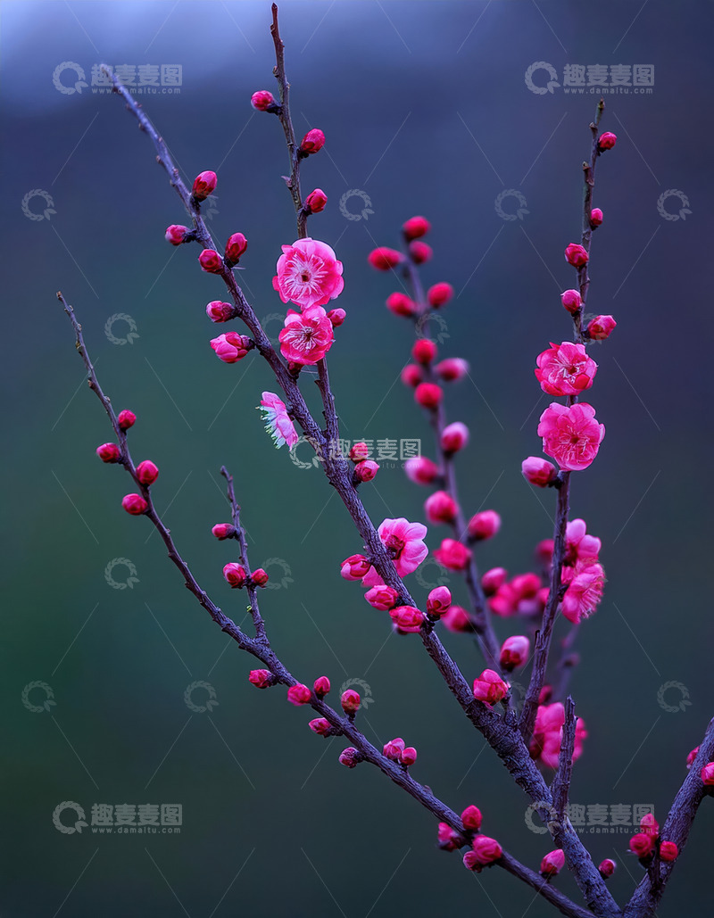 粉色烂漫的梅花