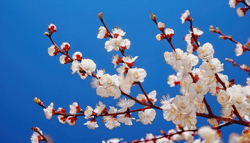 淡雅的杏花景致