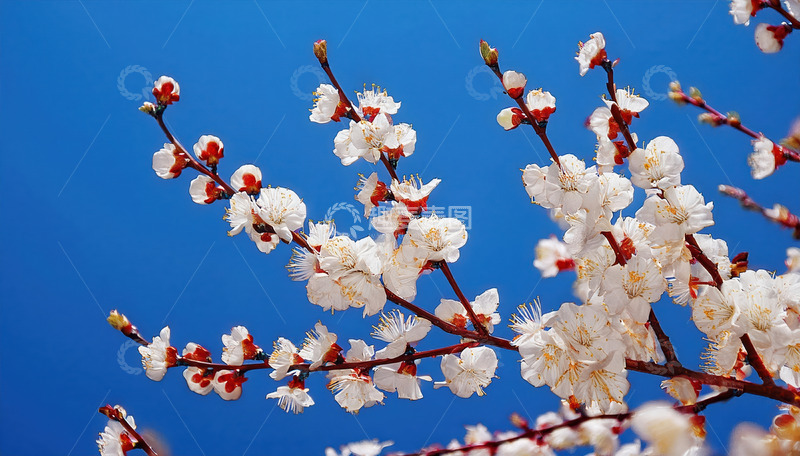 淡雅的杏花景致