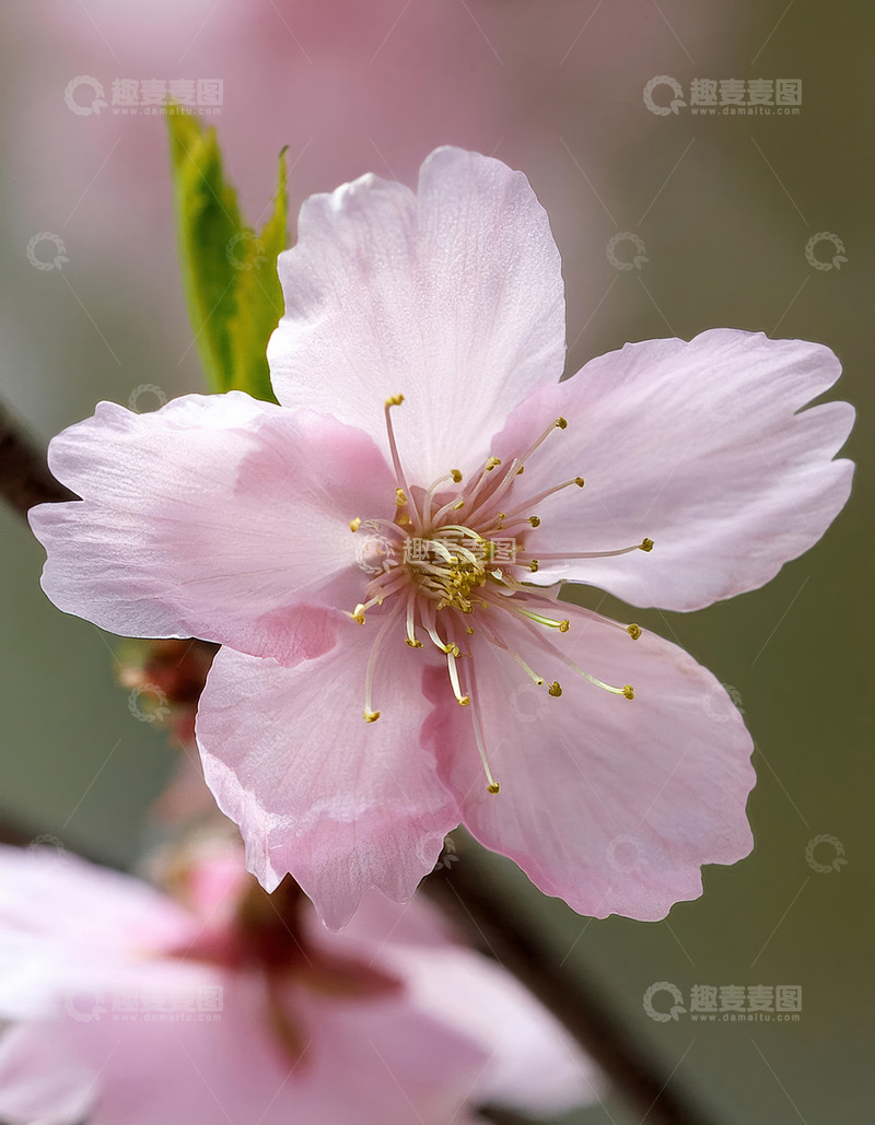 高清大图下载【趣麦麦图】蓝天映衬粉樱花