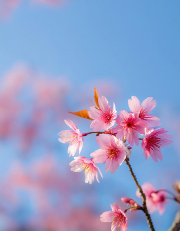 清新的竖版樱花