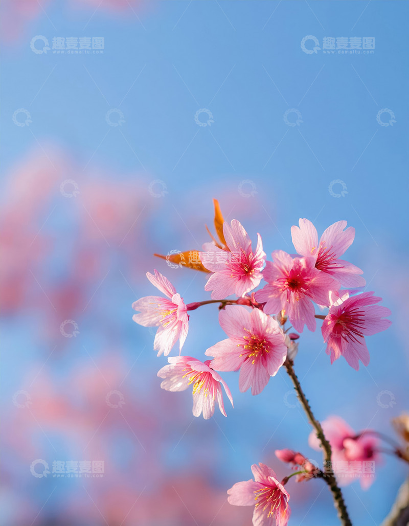 高清大图下载【趣麦麦图】清新的竖版樱花