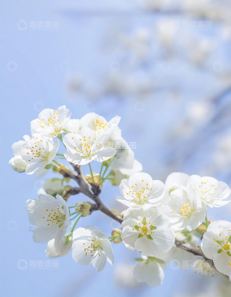 绽放的洁白樱花1