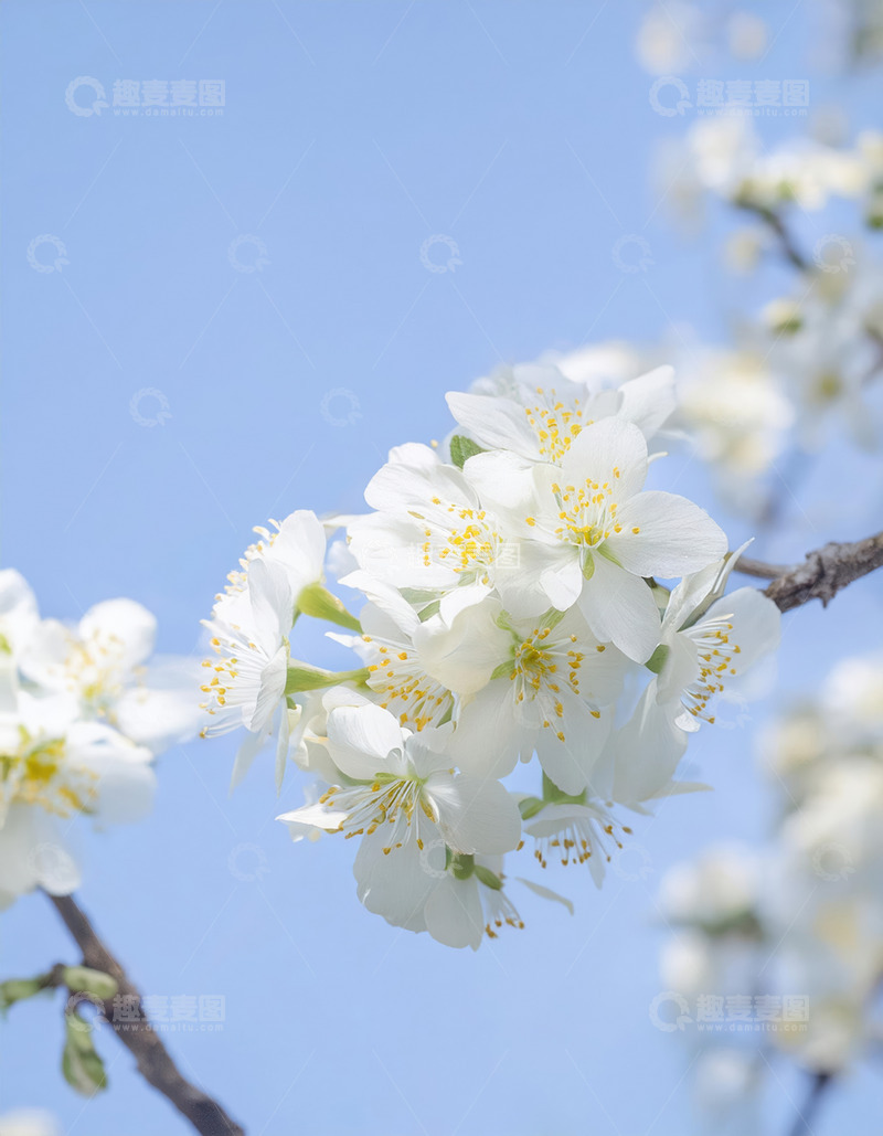 绽放的洁白樱花