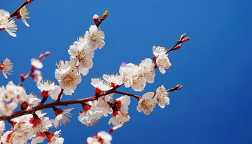 清新自然的杏花