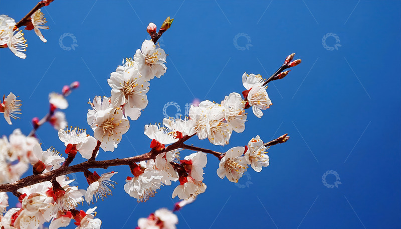 清新自然的杏花